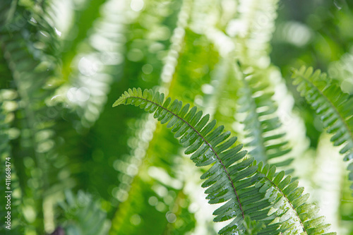 fern leaves in the forest