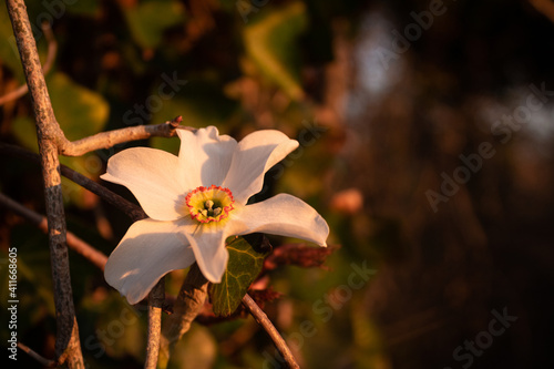 A poets narcissus in the Golden hour
