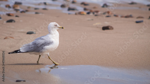 seagull on the beach