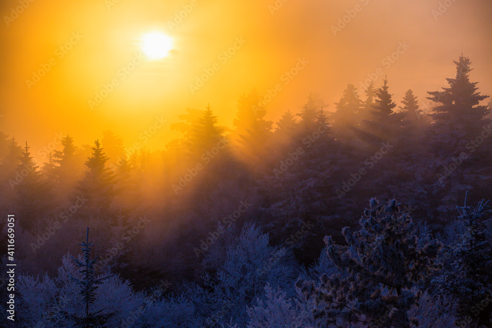 The sun breaks through the fog at the top of a winter mountain. Snow-covered Christmas trees stand on top of a winter mountain during sunset. Beautiful winter landscape.