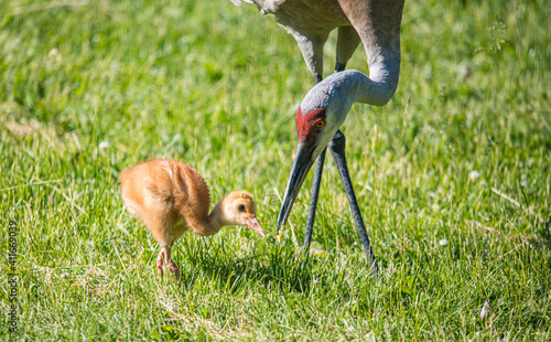 Schilderij op canvas baby sandhill crane colt with mother learning to fly