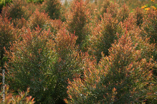 red juniperus with daylight