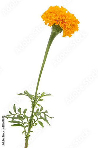 Marigold flowers (lat. Tagetes), isolated on white background