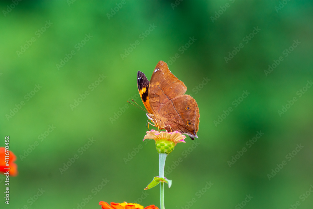 Flowers daisies in summer spring meadow on background blue sky with white clouds, flying orange butterfly, wide format. Summer natural idyllic pastoral landscape, copy space. Flowers daisies in summer spring meadow on background blue sky with white clouds, flying orange butterfly, wide format. Summer natural idyllic pastoral landscape, copy space.