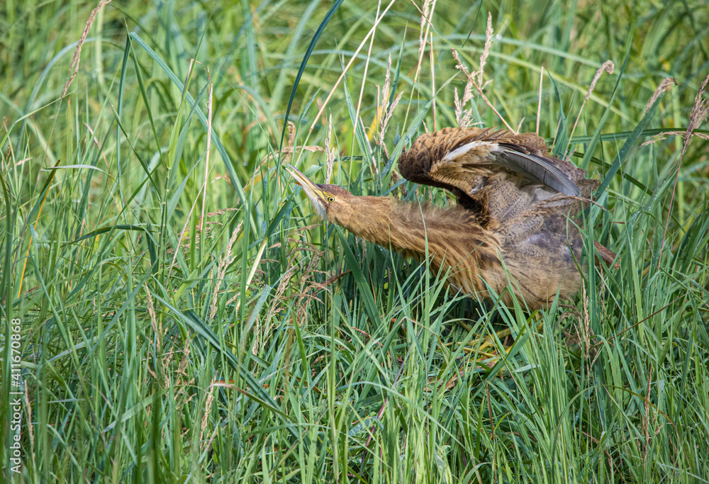 Obraz premium American bittern fishing from shore