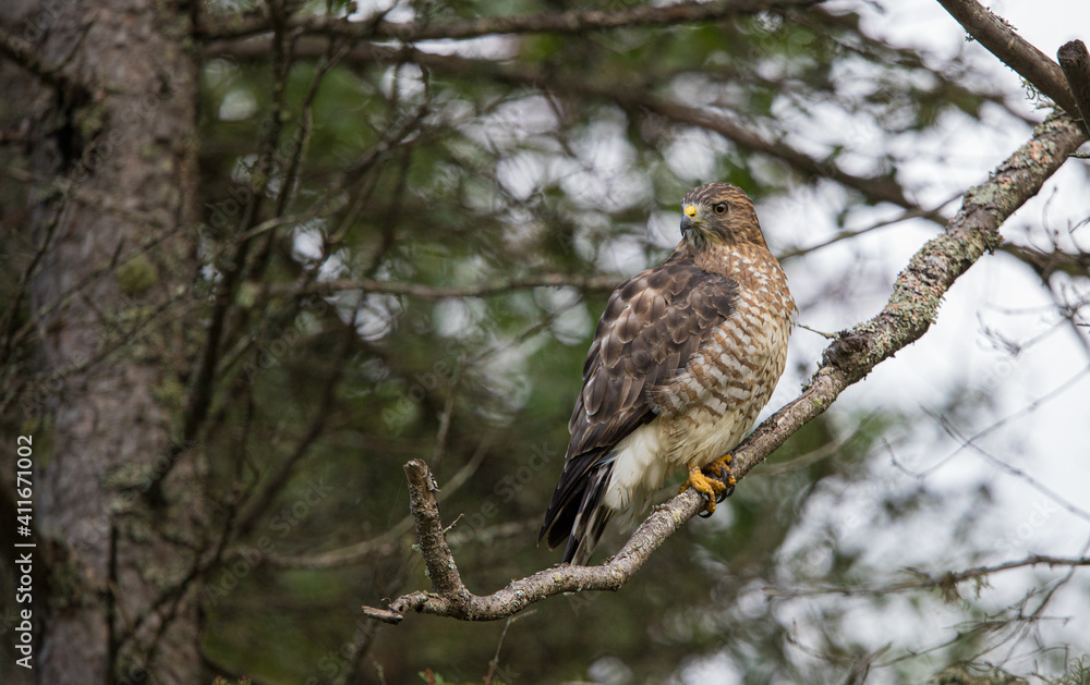 Cooper's hawk hunting from tree Cooper's hawk hunting from tree