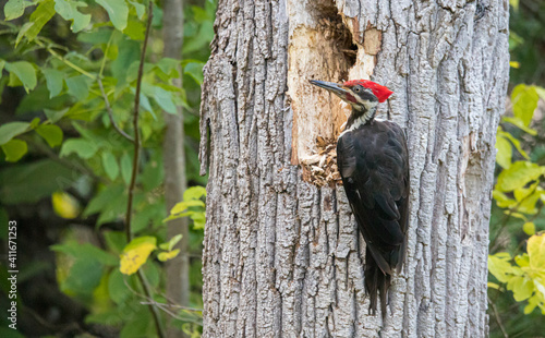 male pileated woodpecker on tree trunk