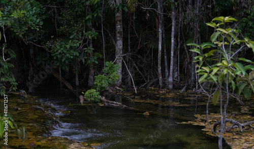 Fototapeta Naklejka Na Ścianę i Meble -  Swamp and green tropical rainforest