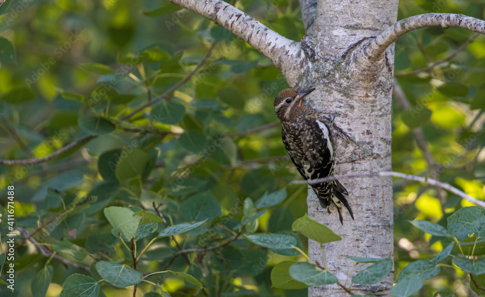 yellow bellied sapsucker on tree branch yellow bellied sapsucker on tree branch