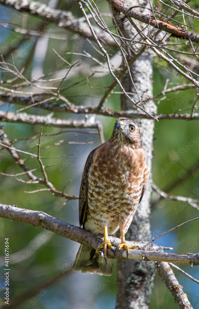 Cooper's hawk hunting from tree branch Cooper's hawk hunting from tree branch