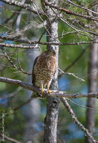 Cooper's hawk hunting from tree branch