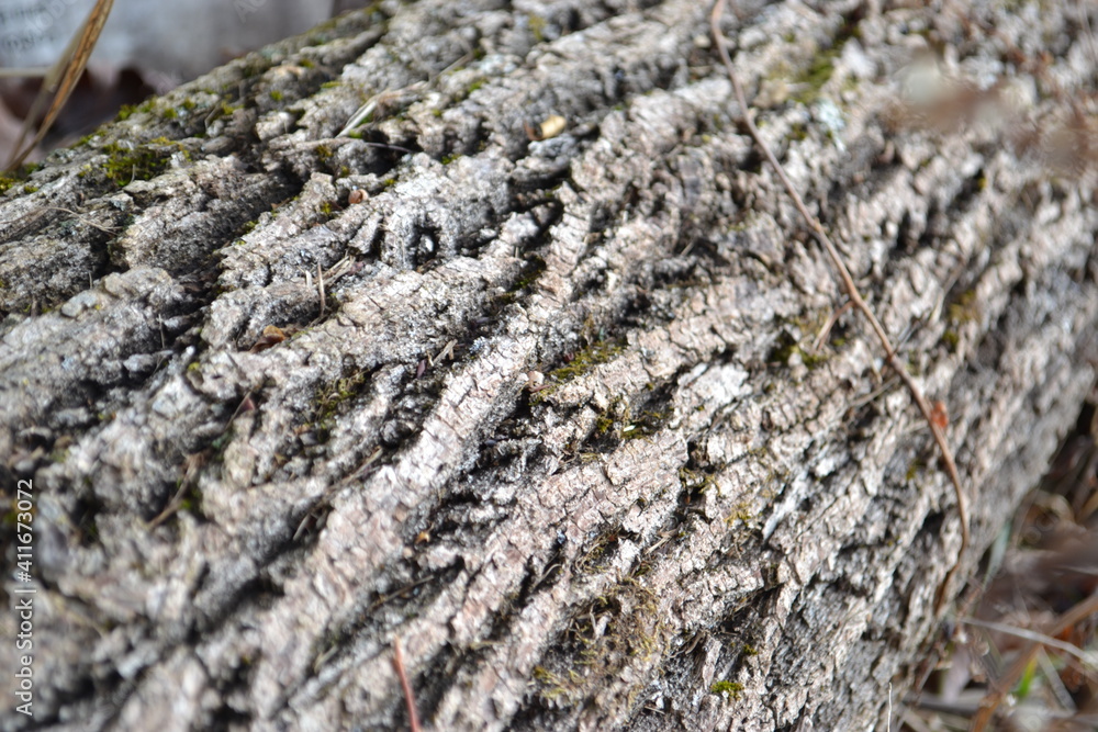 bark of a dead tree bark of a dead tree