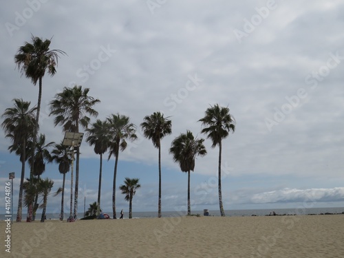 palm tree on the beach