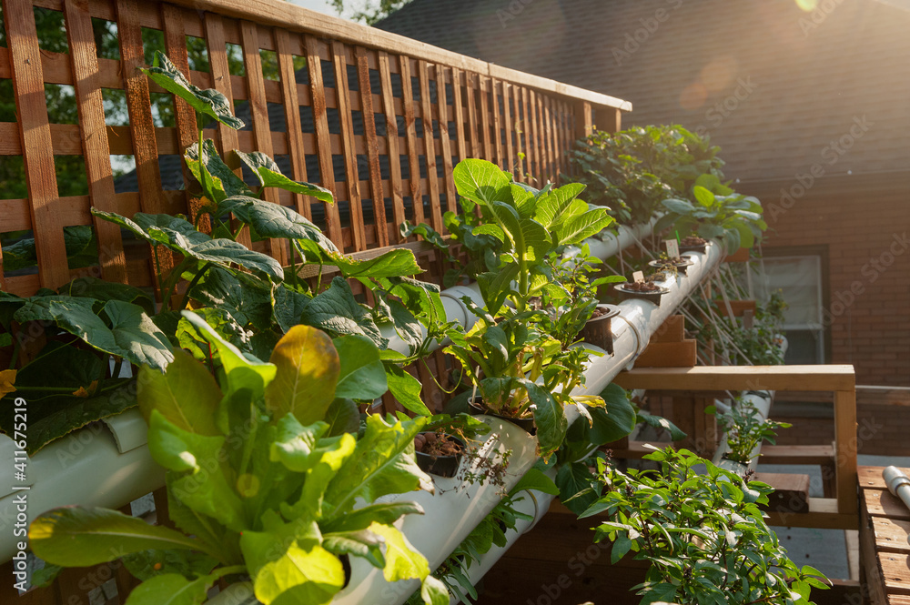 hydroponic garden growing system green plants pvc pipe rooftop design
