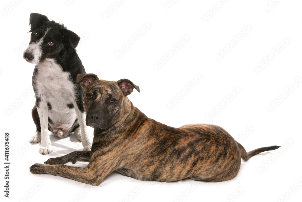 Obraz premium Two Mongrel Dogs