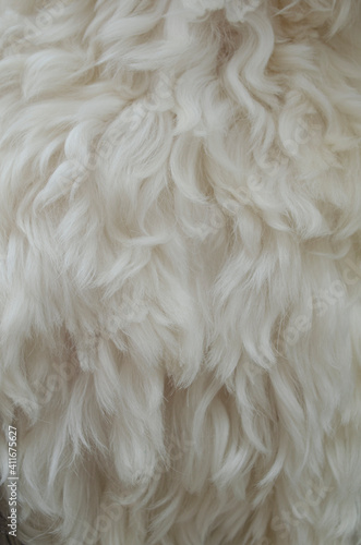 White wool texture background, white natural sheep wool, beige fluffy fur, fragment white carpet, close-up light wool with detail of woven pattern, 