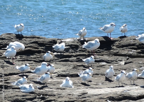 flock of seagulls