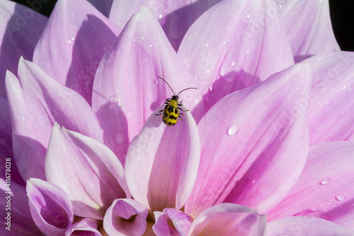 An isolated view of the backside of a spotted yellow and black cucumber beetle perched on a pale pink dahlia