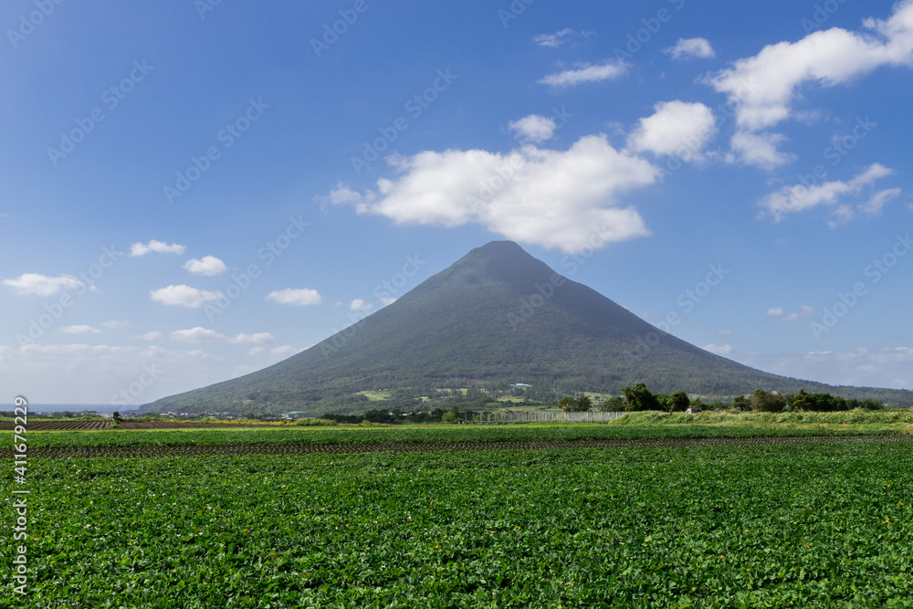Fototapeta premium さつま芋畑の彼方にそびえる開聞岳(薩摩富士)