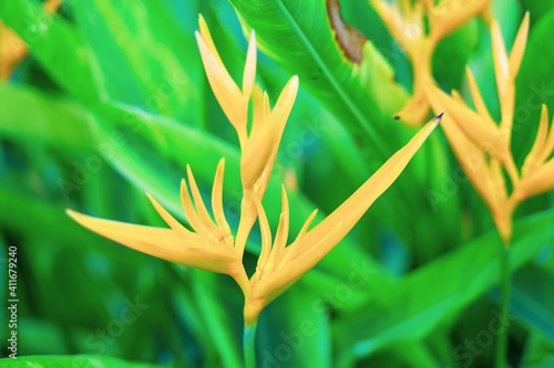Paradise bird flower or strelizia in yellow colour blooming in the tropical garden.