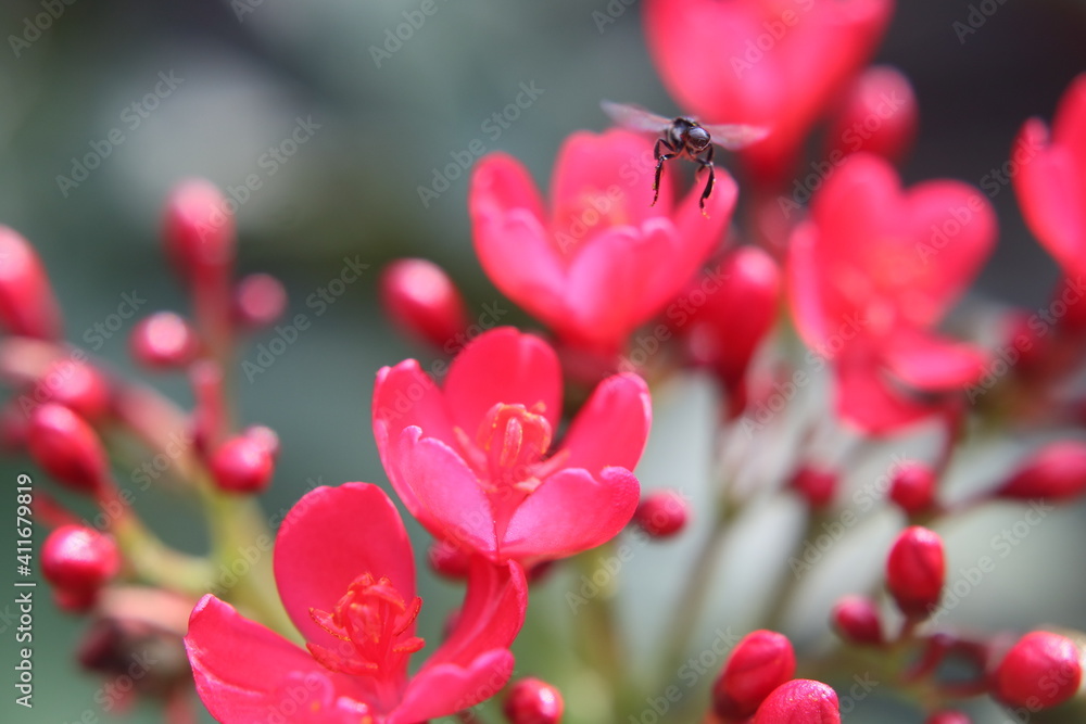 Bee on Flower Bee on Flower