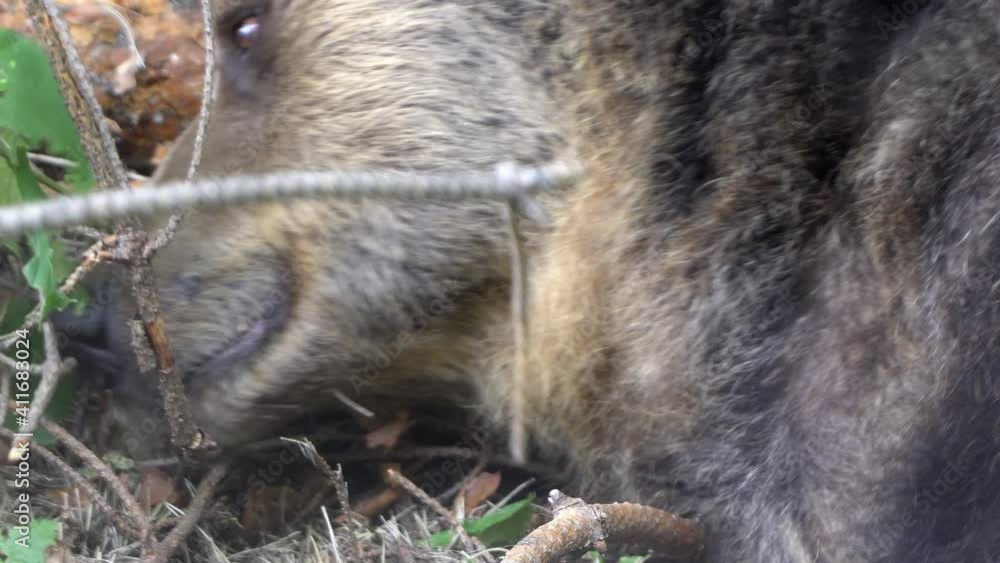 Closeup of the head is large brown bear