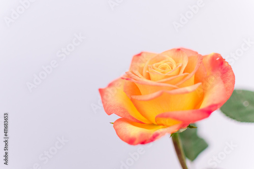 Close up de rosas de t   naranja  toma horizontal