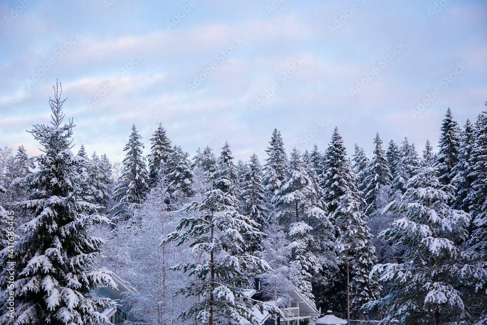 Snowy treetops and sky with cirrus clouds on sunny frosty day. Beautiful landscape of winter forest. Snowy treetops and sky with cirrus clouds on sunny frosty day. Beautiful landscape of winter forest.