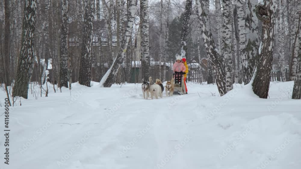 Draft Dogs Pulling Along Happy Man and Woman on a Sleigh in Winter Day. Sled Dogs Running. Leisure and Winter Activities, Pets and Animals Concept Draft Dogs Pulling Along Happy Man and Woman on a Sleigh in Winter Day. Sled Dogs Running. Leisure and Winter Activities, Pets and Animals Concept