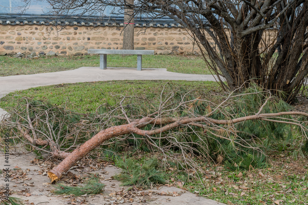 Fototapeta premium Broken evergreen tree branches laying on sidewalk in public park.