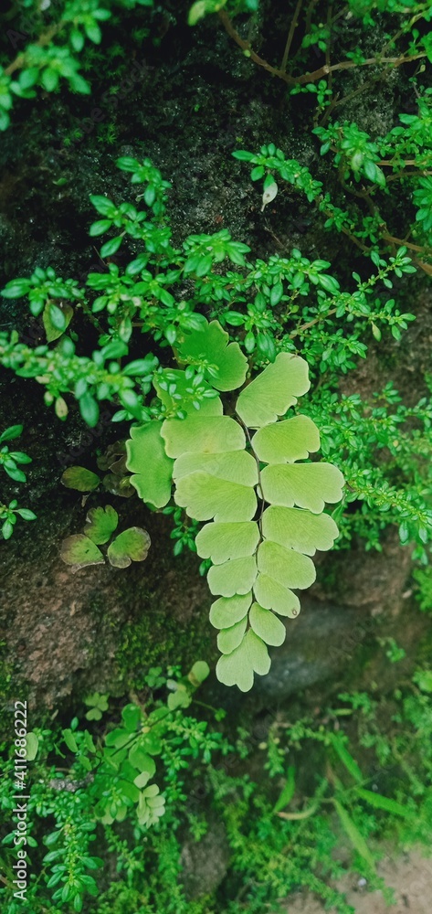 fern leaves