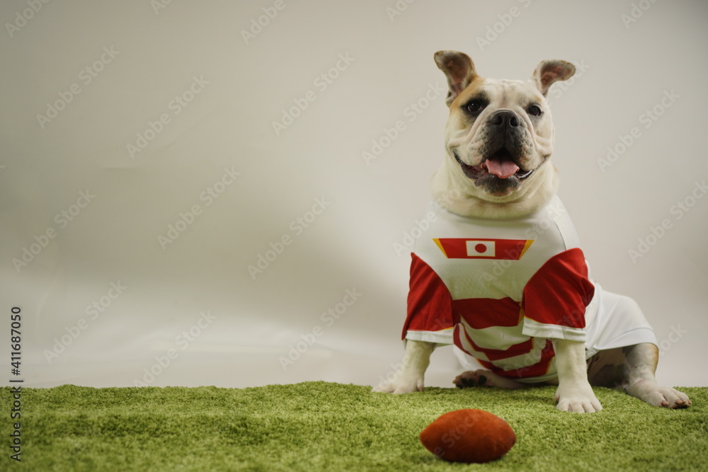 イングリッシュブルドッグ子犬　ラグビー衣装　写真276