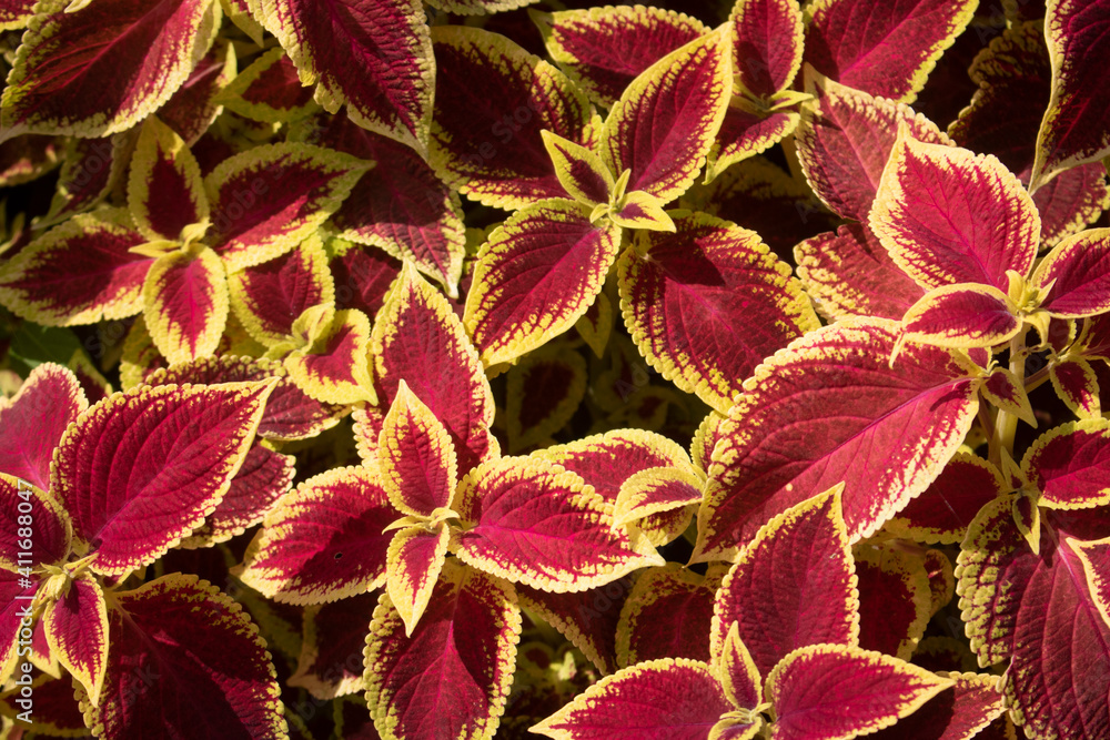 background of red leaves, garden flowers background of red leaves, garden flowers