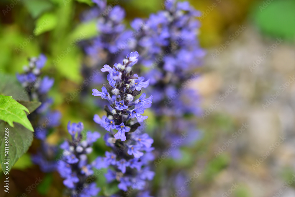 アジュガチョコレートチップの花