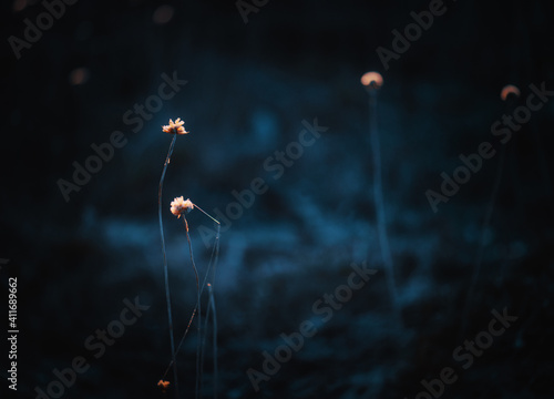 Slika na platnu Backlit small flowers on field moody dark color