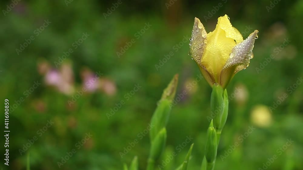 Beautiful yellow irises after the rain close-up. Beautiful yellow irises after the rain close-up.