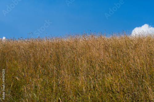 grass and sky landscape