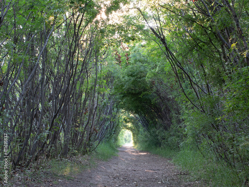 path in the forest
