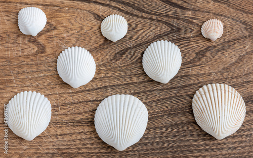 Composition of white sea shells on wooden background