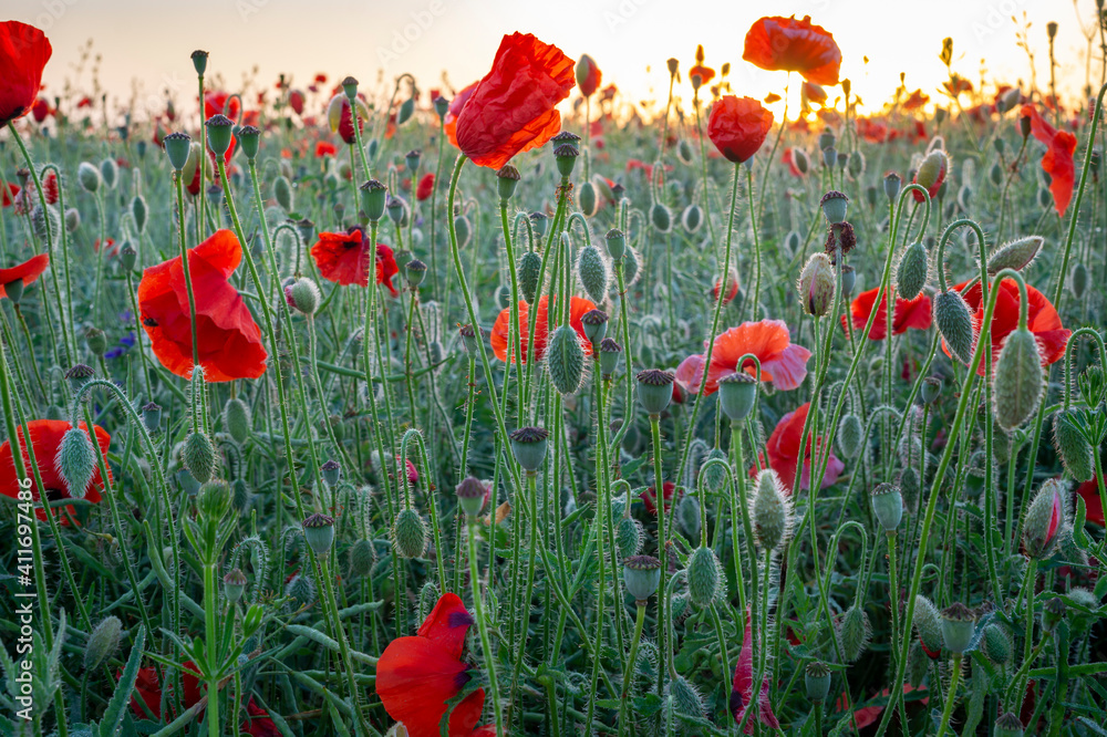 Obraz premium Agricultural field with colorful red poppies