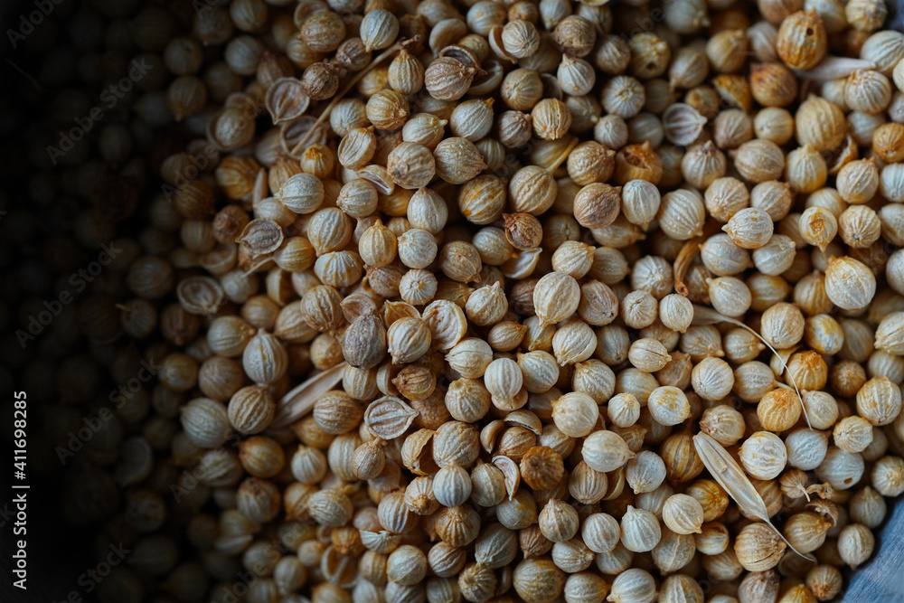 Close up of coriander seeds spice Close up of coriander seeds spice