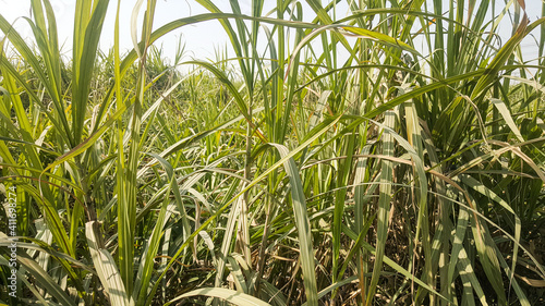 Sugar Cane Plantation stock photo