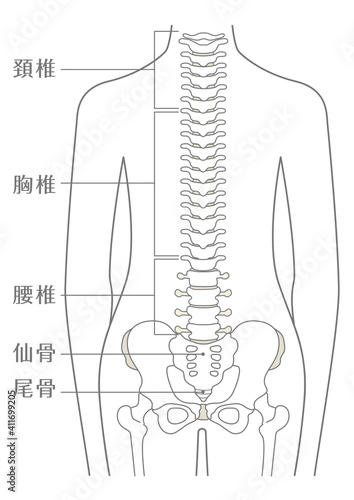 人間の体 脊柱(背骨)