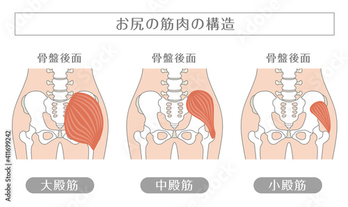 人間の体_お尻の筋肉