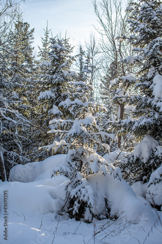 Winter road in a snowy forest, tall trees along the road.