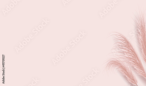 Dried natural pampas grass on pink background. Floral ornament elements in boho style. Vector illustration of cortaderia selloana. New trendy home decor. Flat lay, copy space, top view.