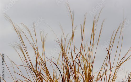 reeds in the water