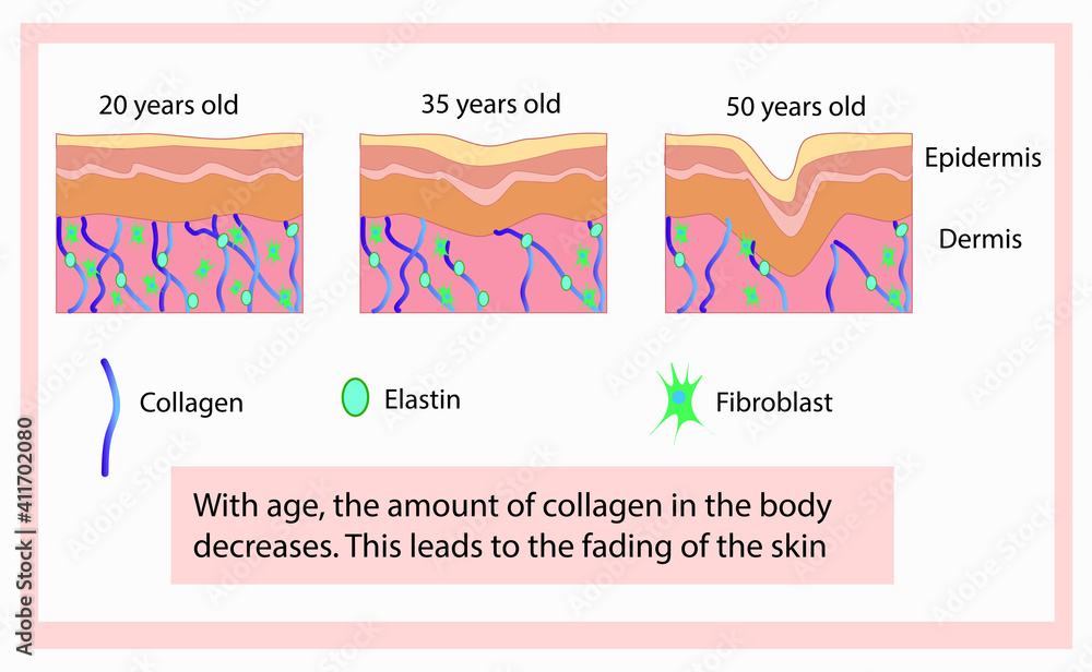 Vector illustration of structure cells with collagen, elastin and fibroblast, aging process