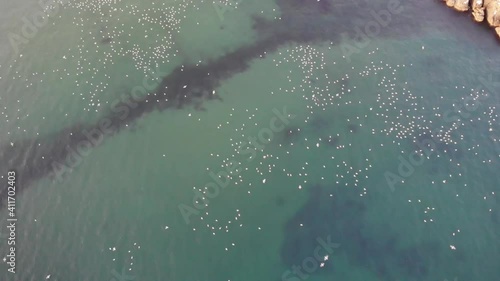 ウミネコ　空撮　ドローン