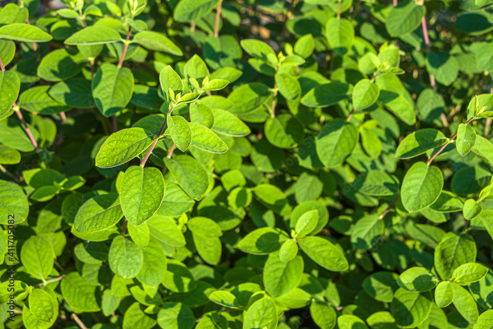 Leaves of Real, common or forest honeysuckle. Natural background Leaves of Real, common or forest honeysuckle. Natural background